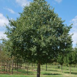 Celtis-australis-1170×1748