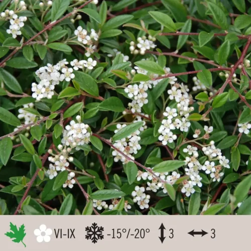 Cotoneaster-salicifolius-1024×1024