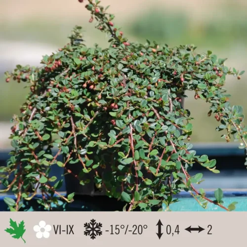 cotoneaster-queen-of-carpets-1024×1024 (1)