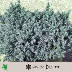 juniperus-blue-star-1024×1024