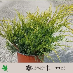 juniperus-old-gold-1024×1024