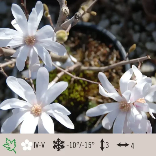 magnolia-stellata-1024×1024