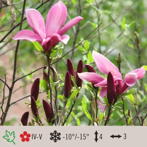 magnolia-susan-1024×1024