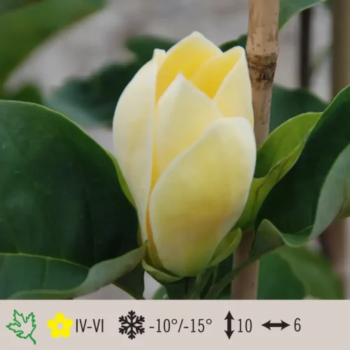 magnolia-yellow-bird-1024×1024