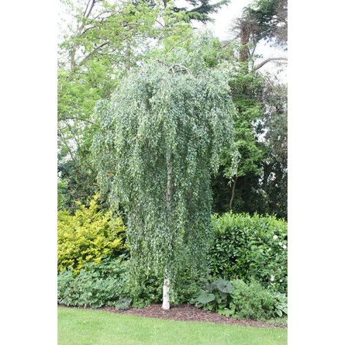 10097-betula-pendula-youngii-othr05-600×600
