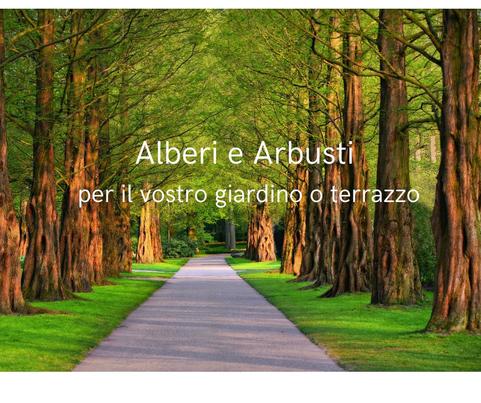 Alberi e Arbusti per il vostro giardino o terrazzo