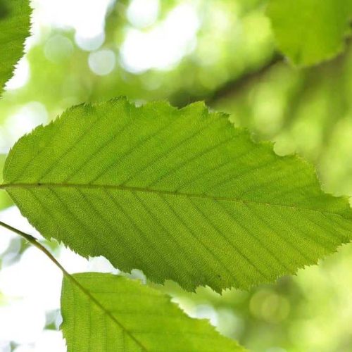 Carpino-Carpinus-betulus-L