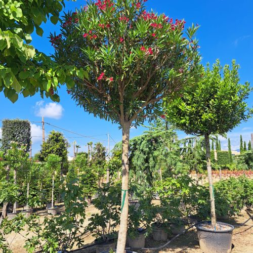 Nerium-Oleander-alberature