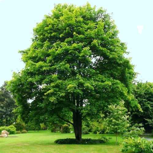 acer-platanoides-extra