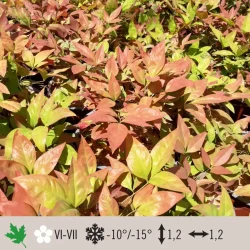 nandina-blush-pink-1024×1024