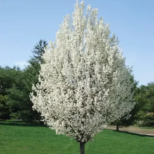 pyrus_calleryana_chanticleer-768×769