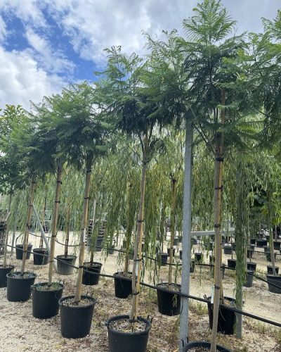 Jacaranda-mimosifolia-Vivai-Frappetta-1-400×533