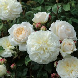 Tranquillity_david_austin_rose__10068.1701047820.1280.1280__82302