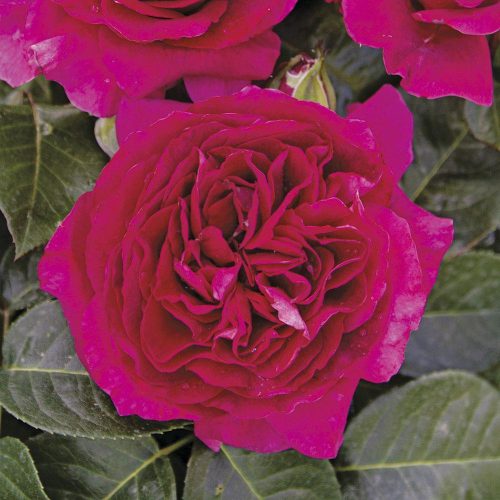 cardinale-carlo-maria-martini