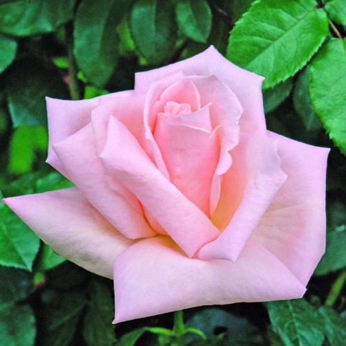 donna-marella-agnelli