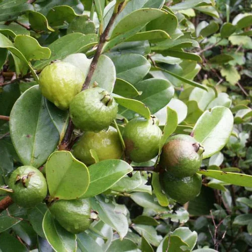 psidium_cattleianum_jm02_0d148378-6498-47bd-8821-e046190b8e43