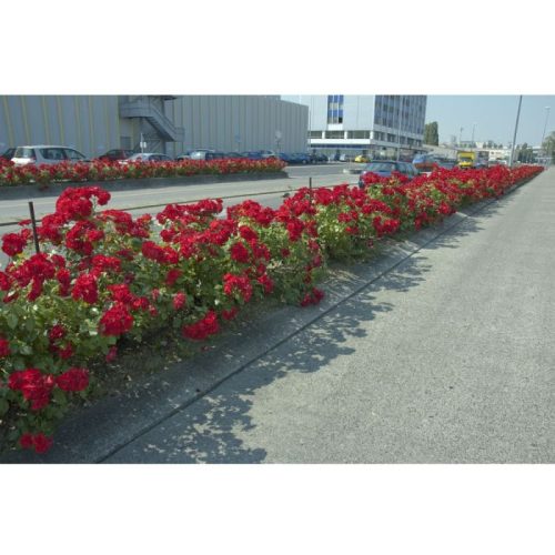 1310-2972d_rosier_la_sevillana_meigekanu-t1000