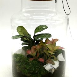 oznorCO
