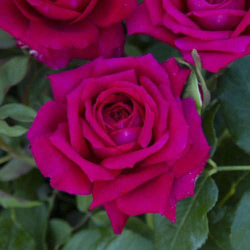 grandi-giardini-italiani