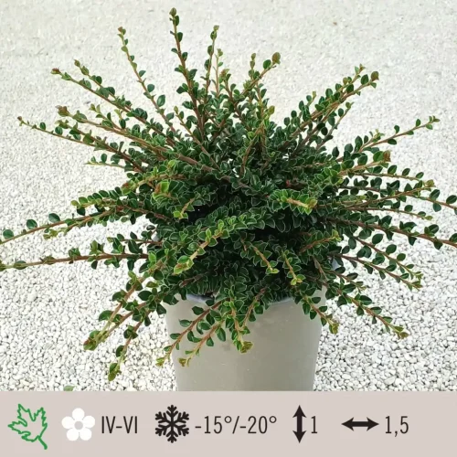 cotoneaster-horizzontalis-1024×1024