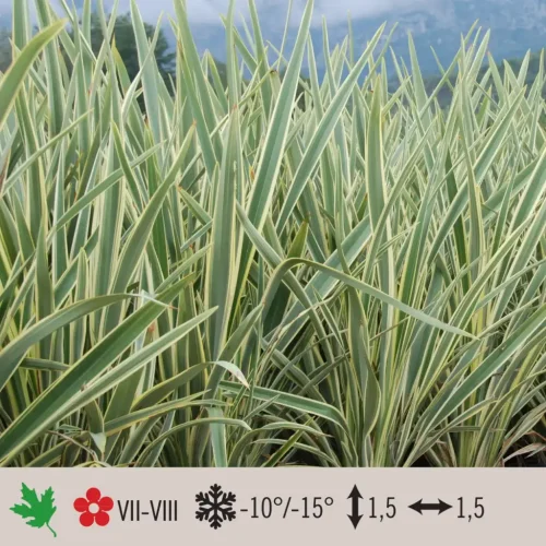 phormium-tenax-variegatum-1024×1024