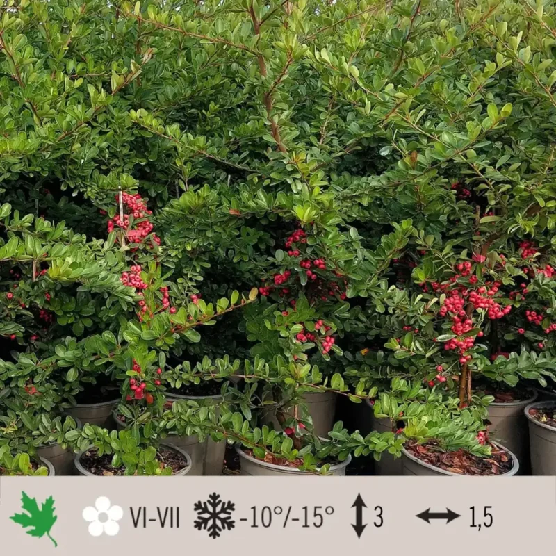 pyracantha-red-star-1024×1024