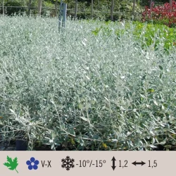 teucrium-fruticans-azureum-1024×1024