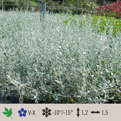 teucrium-fruticans-azureum-1024×1024