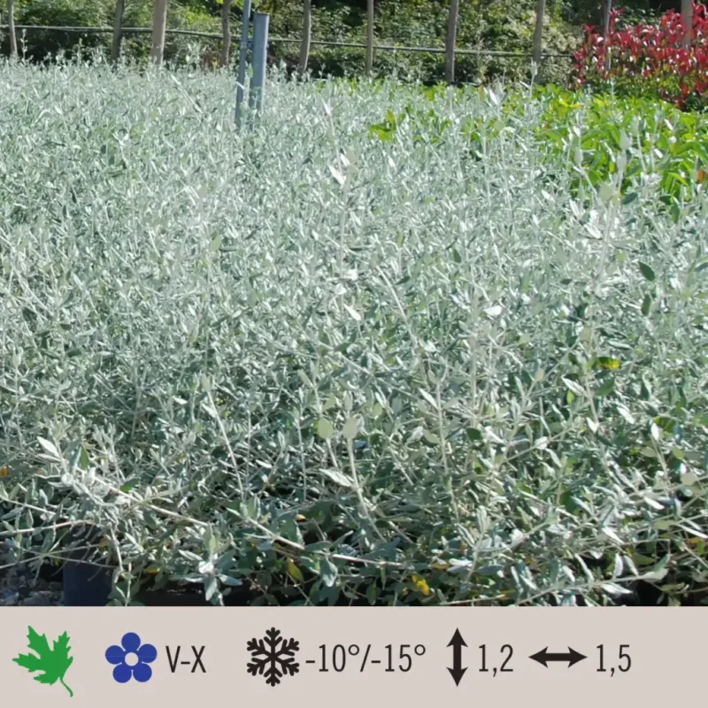 teucrium-fruticans-azureum-1024×1024