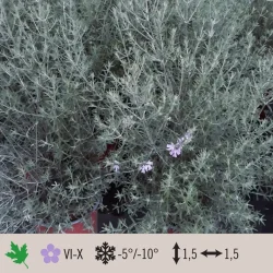 westringia-blue-1024×1024