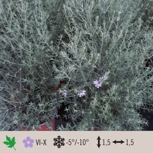 westringia-blue-1024×1024