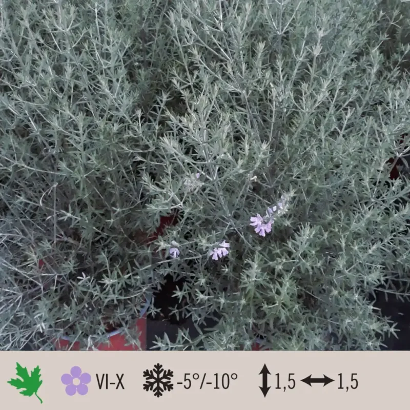 westringia-blue-1024×1024