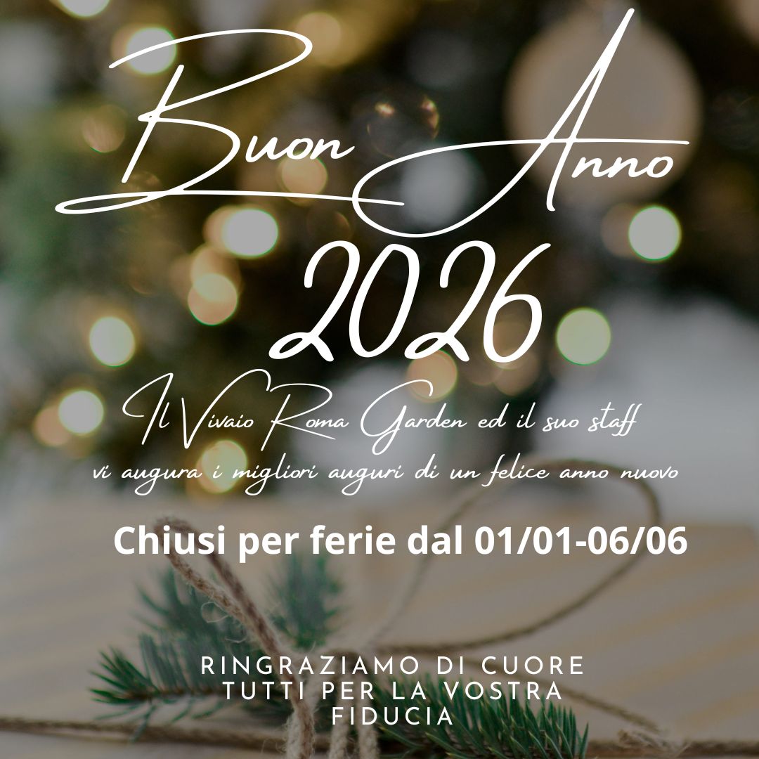 Oro Bianco Elegante Tradizionale Semplice Buon Natale Post Instagram