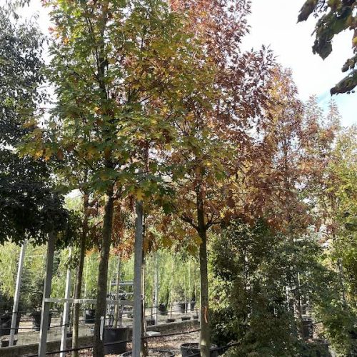 Quercus-rubra-QUERCIA-ROSSA-AMERICANA-Vivai-Frappetta-1