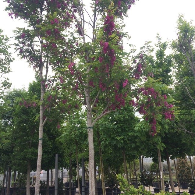 Robinia-pseudoacacia-Casque-Rouge-1