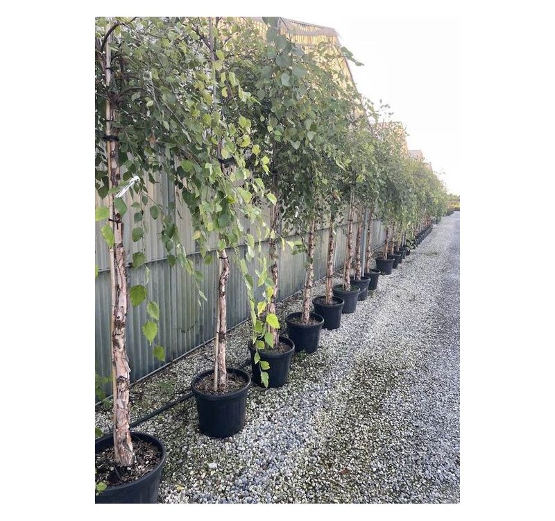 betula-nigra-summer-cascade