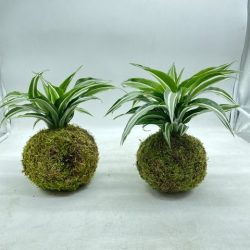 image2 (1)