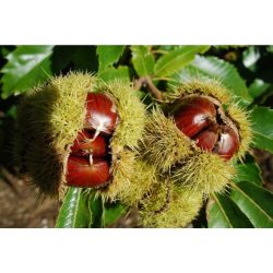 castagno-comune-castanea-sativa-