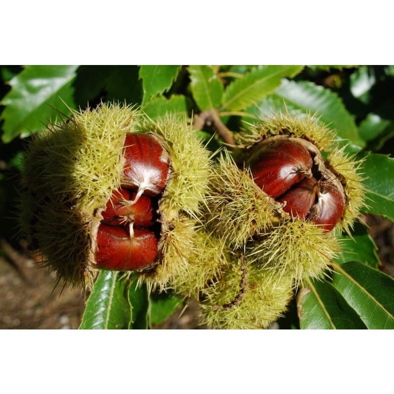 castagno-comune-castanea-sativa-