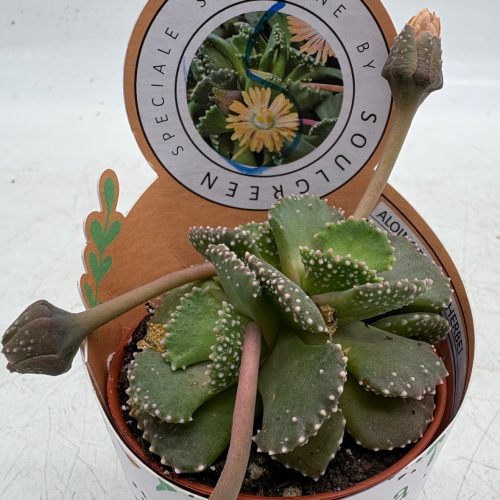 2B42ADBB-438F-4819-8A04-7ECCCD23F6A7