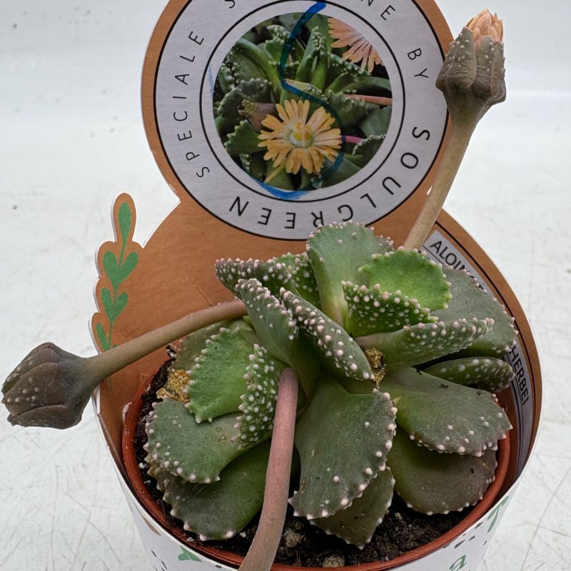 2B42ADBB-438F-4819-8A04-7ECCCD23F6A7