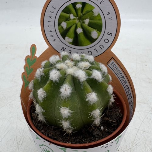 A916D88D-EFA8-4D8D-84C3-AFBB6D3CEF51