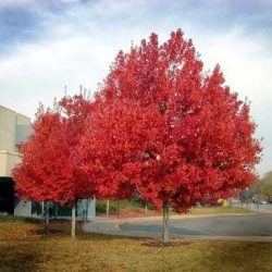 ACER-RUBRUM-OCTOBER-GLORY-extra-big-8388-569
