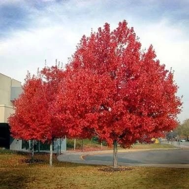 ACER-RUBRUM-OCTOBER-GLORY-extra-big-8388-569