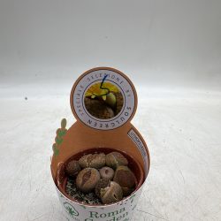 EEA549CF-61F3-41C6-81E3-7561FA1FF9B0