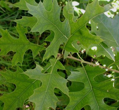 Quercus-palustris
