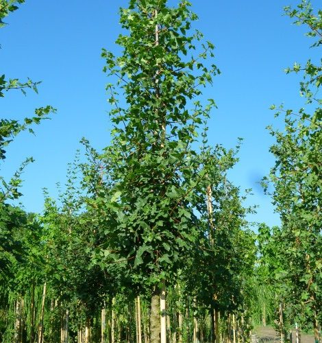 acer-monspessulanum-6