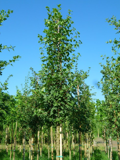 acer-monspessulanum-6