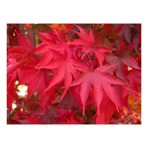 acer-palmatum-osakazuki