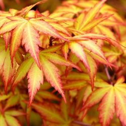 acer-palmatum-sango-kaku